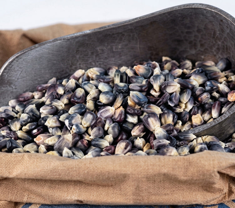 Non-GMO Blue Corn